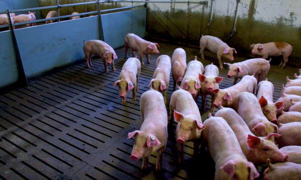 ArmesSchwein_5 Dokumentation Arte Armes Schwein